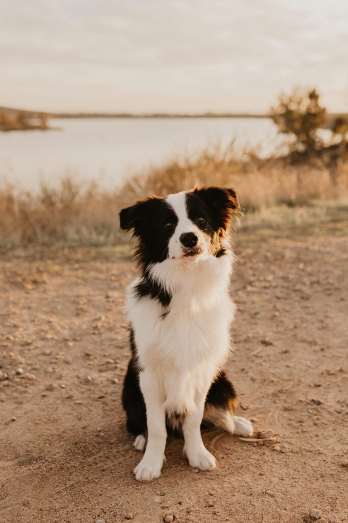 dog friendly san diego